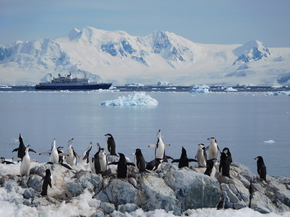Singing Chinstrap penguins and the Sea Adventurer. image: miles clark