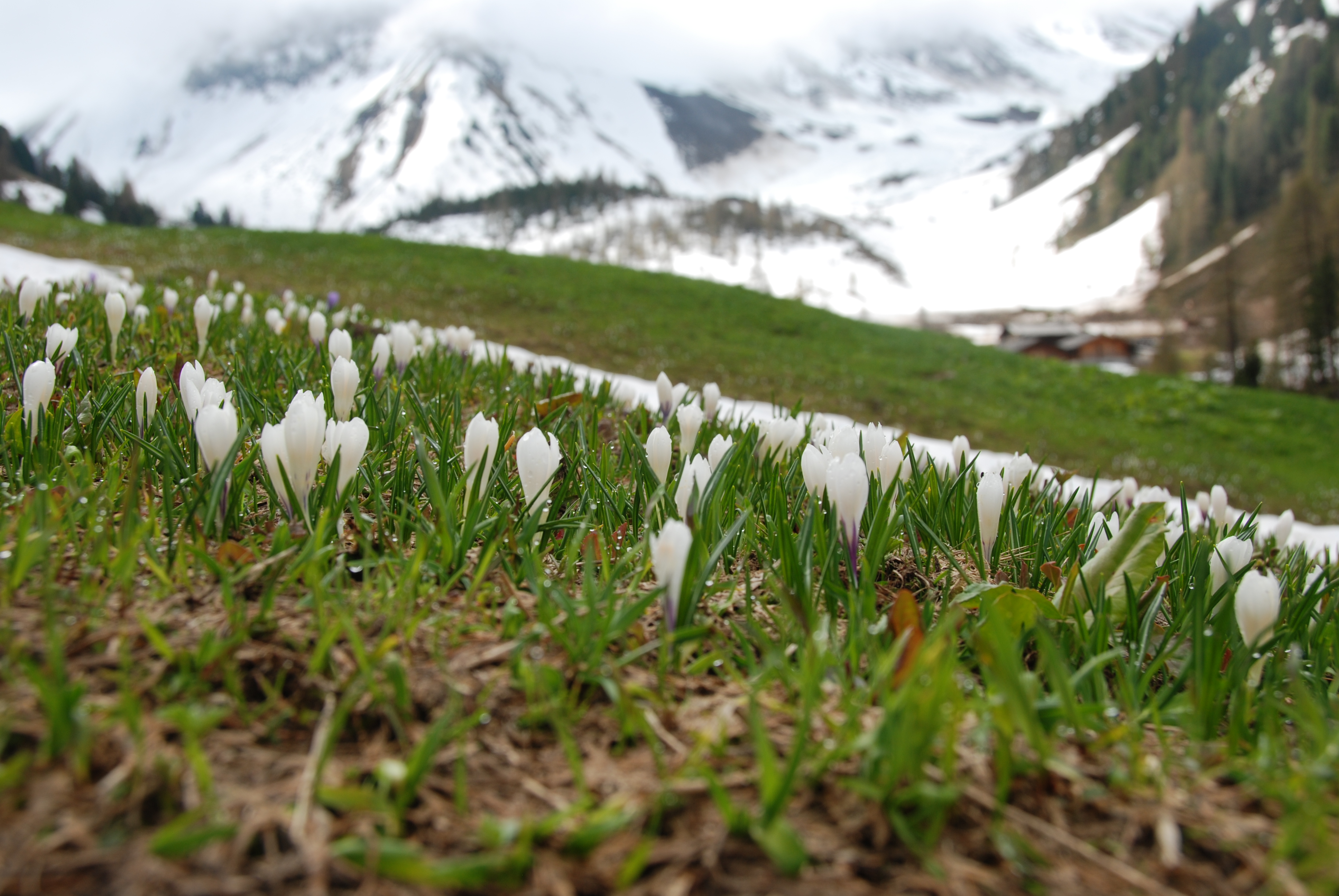 Springtime is coming earlier to the Swiss Alps. Photo: WSF