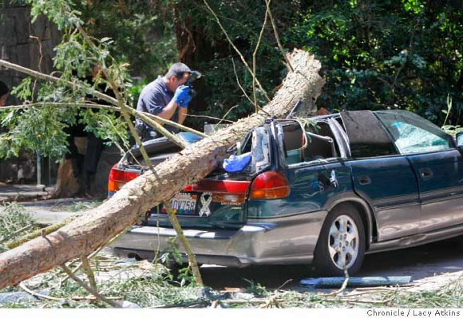 Stock picture of a tree falling on a Subaru. Image: SF Chronicle
