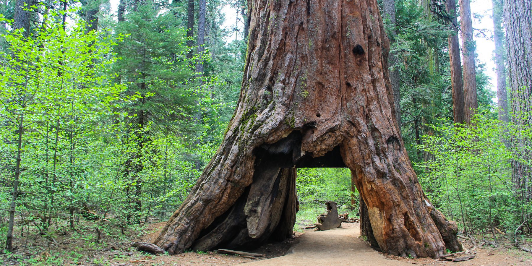Tunnel Tree. Image: Outdoor Project