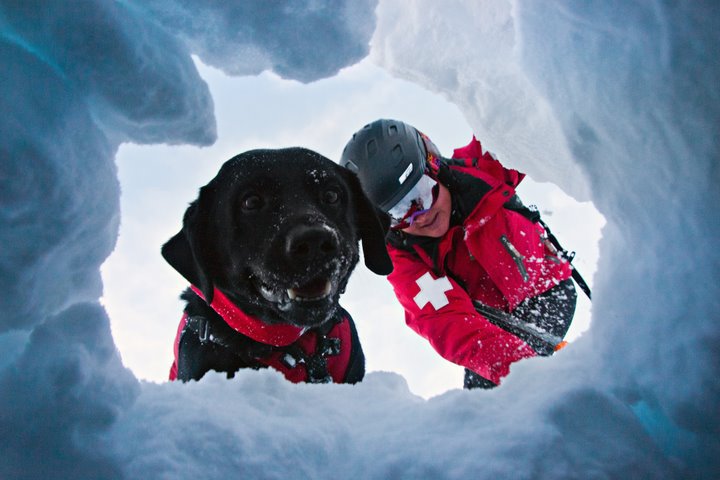 stock image of avalanche dog (Ari and Anna DeArrieta) // photo: kim kircher