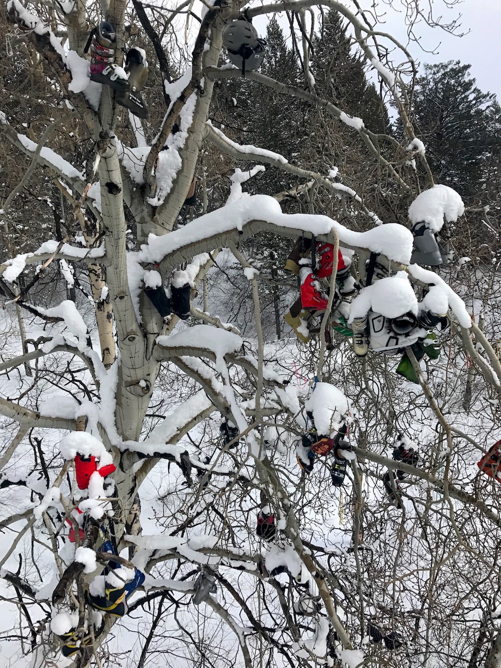 The Boot Tree! photo: snowbrains