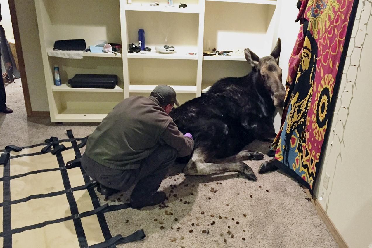 The moose after being tranquilized. Image: Alex Head