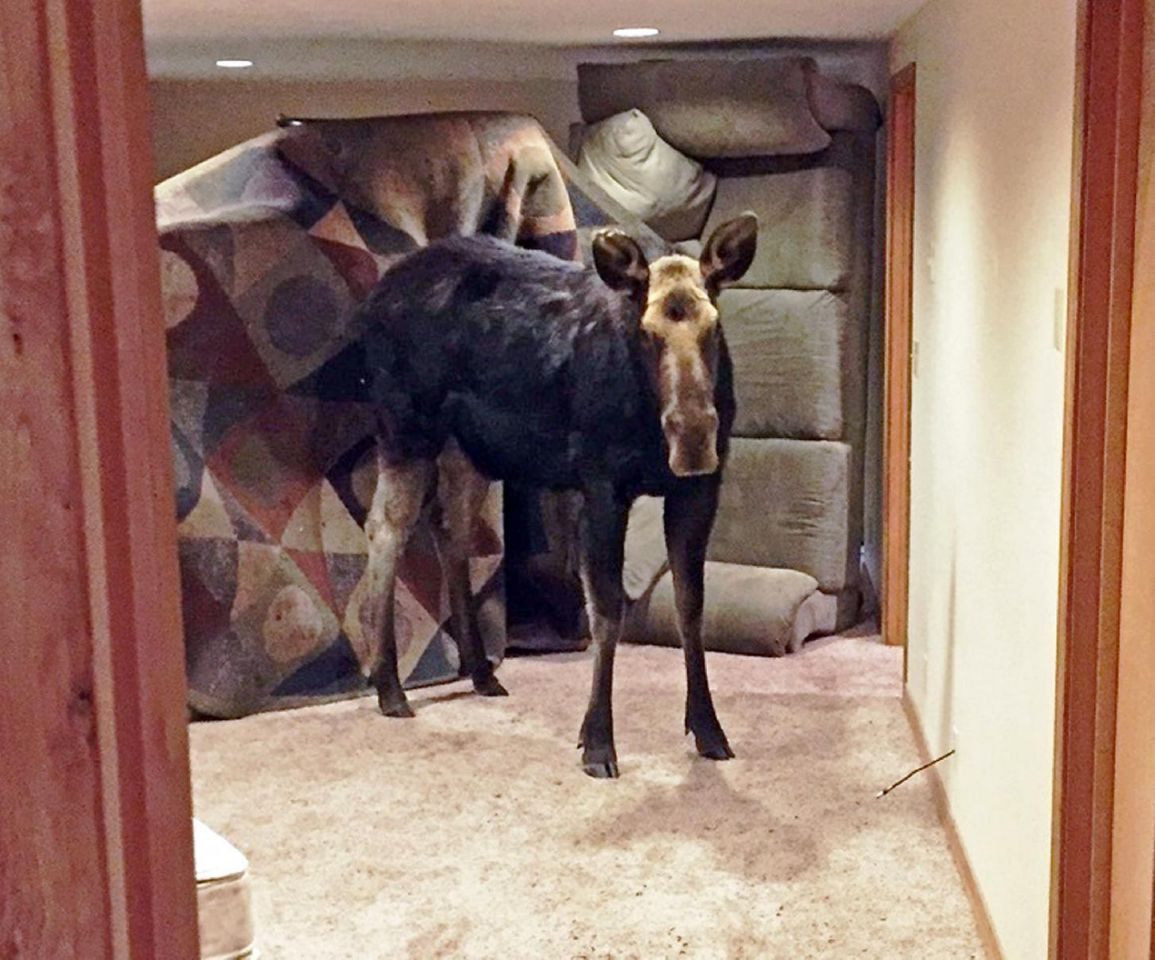 Moose in basement. Image: Alex Head