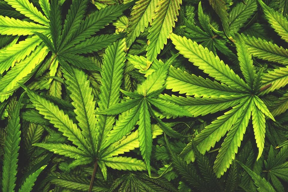 Cannabis, green, hash, leaves, bud, legal, cbd, thc,