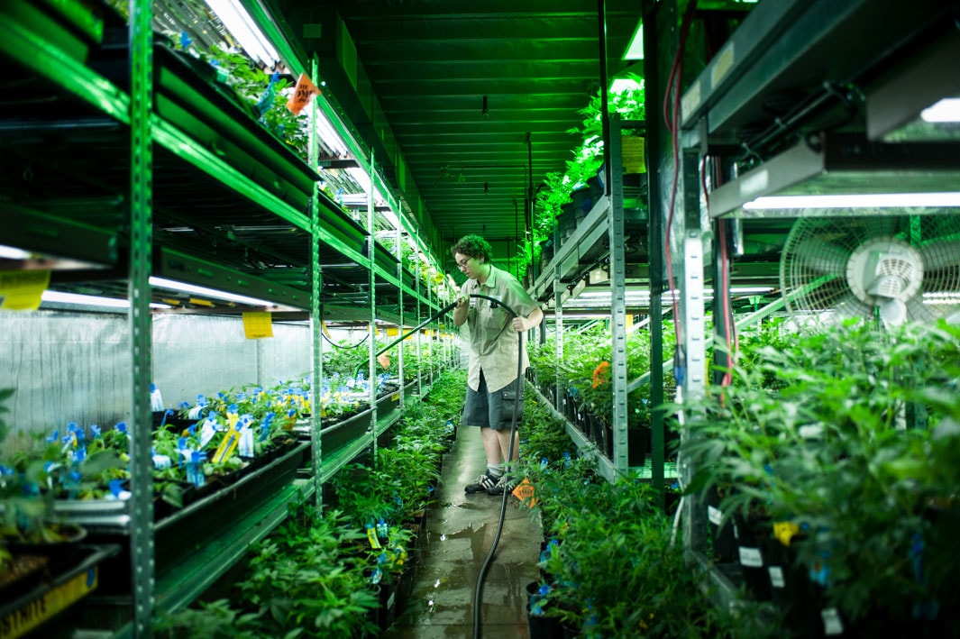 Plants, cannabis, green, marijuana, growing, dispensary, Colorado 