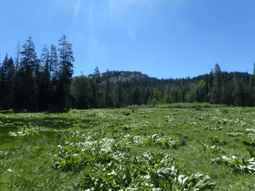 granite chief wilderness, tahoe, california, arc, donation, meadow