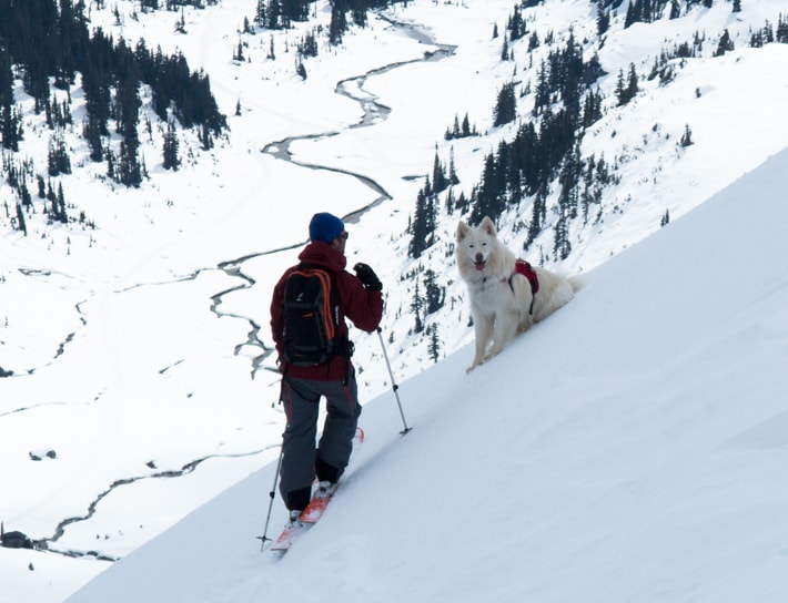 split boarding, uphill, ski-touring, ski-mo, dog
