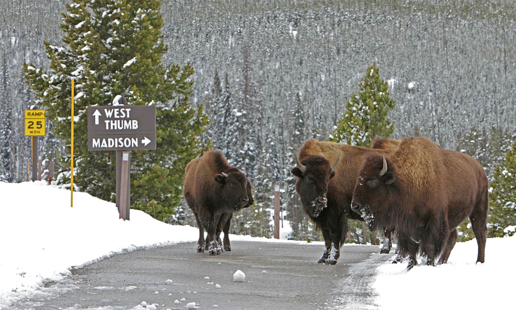 bison, nps, national park service, fee increase, maintenance