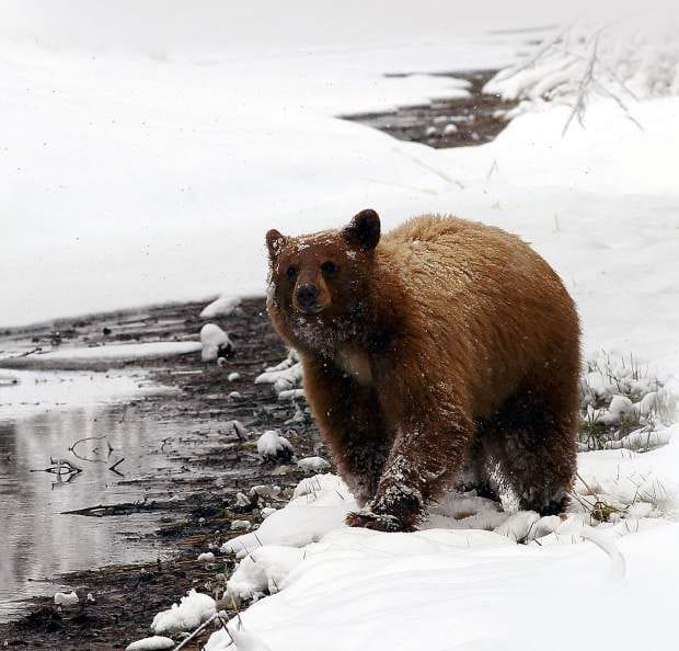black bear, bear, tahoe, california, snow, sierra nevada