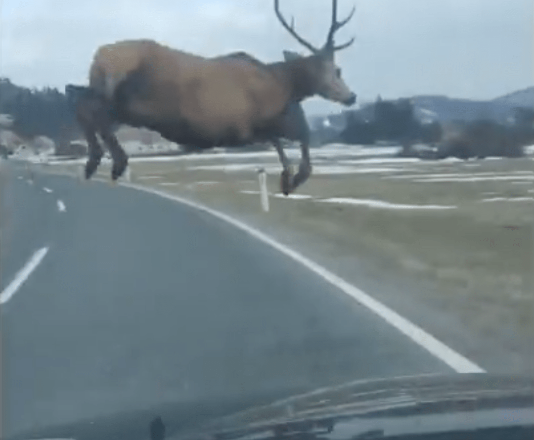 elk, jumping