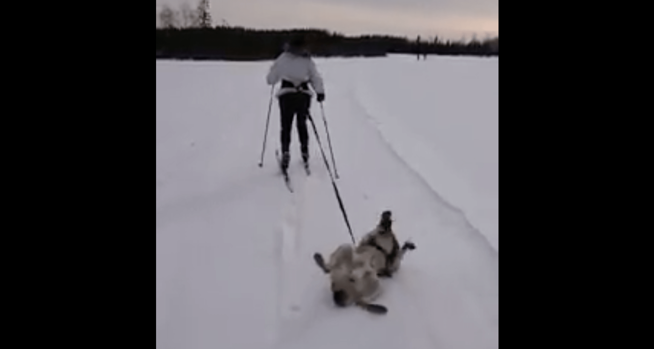 case of the Mondays, skijoring, dog, video