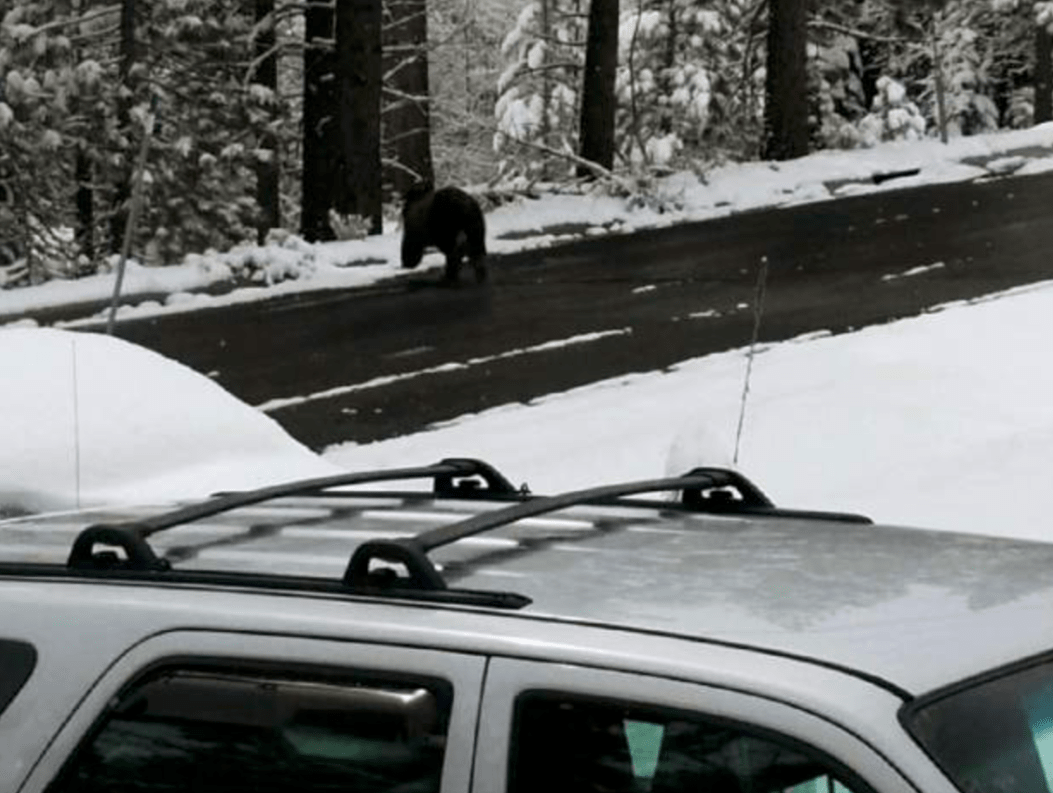 bear, truck