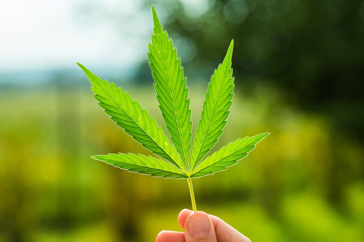 Molson Coors to Develop Marijuana Infused Drinks for the Canadian Market -  SnowBrains