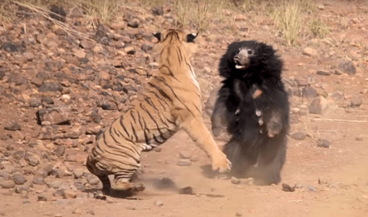 tiger, bear, cub, mother