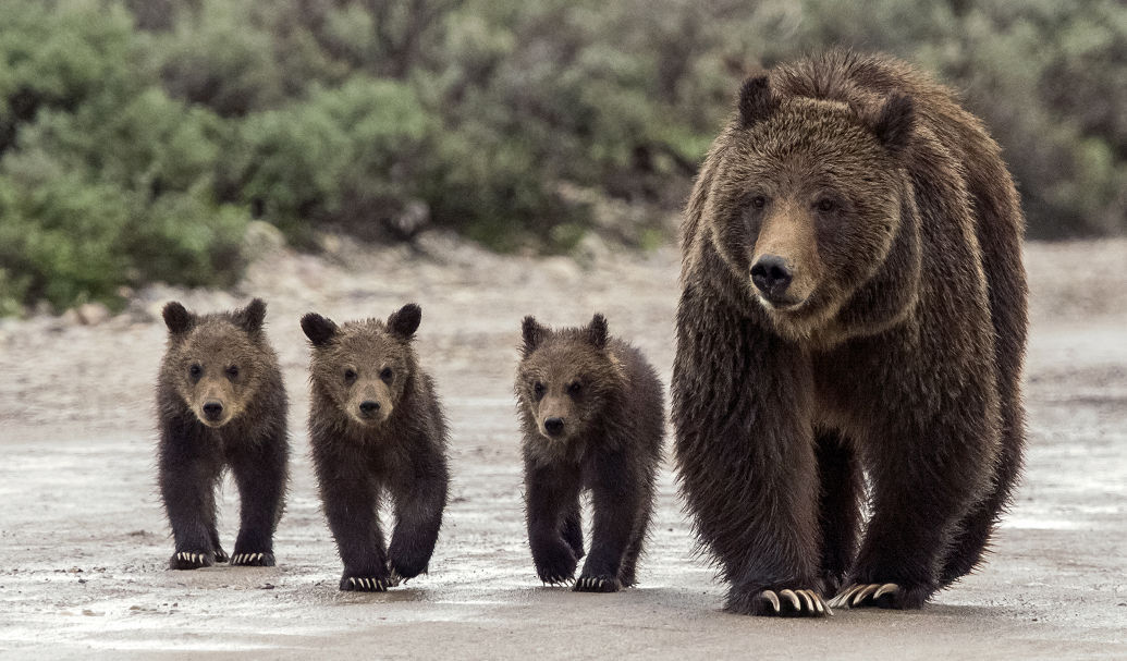 grizzly, alaska, cubs