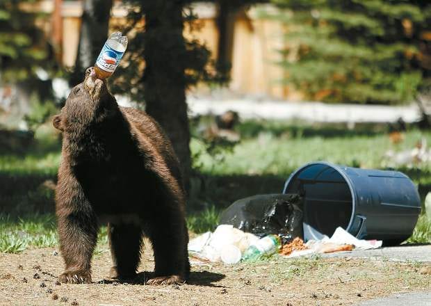bear, trash