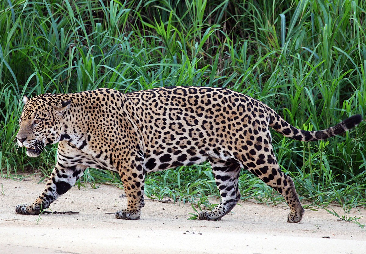 jaguar, escapes zoo