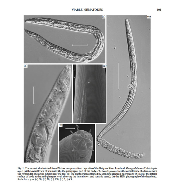 worms, 42000 years old, cryogenics, 