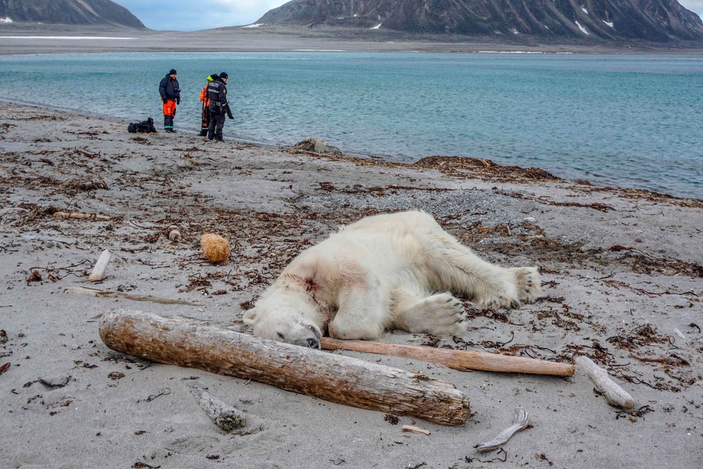 polar bear, shot, Svalbard 