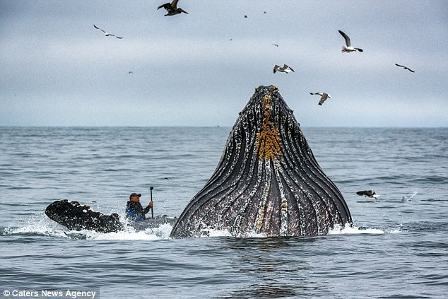 whale, breaches, humpback, california