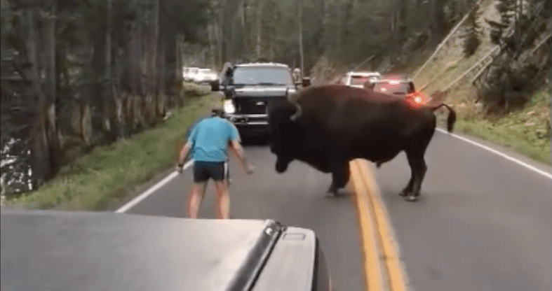 Yellowstone, bison, video