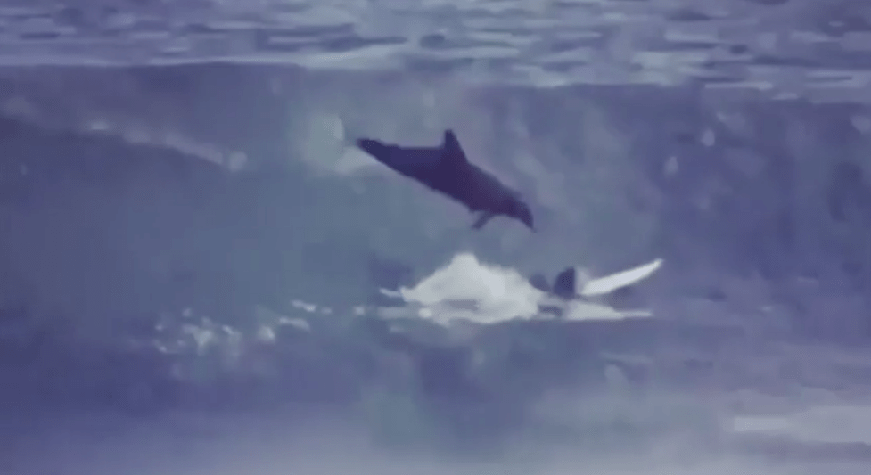 dolphin, surf