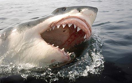 Great White Sharks Return to Cape Cod, MA | Man Attacked in July 2012 ...