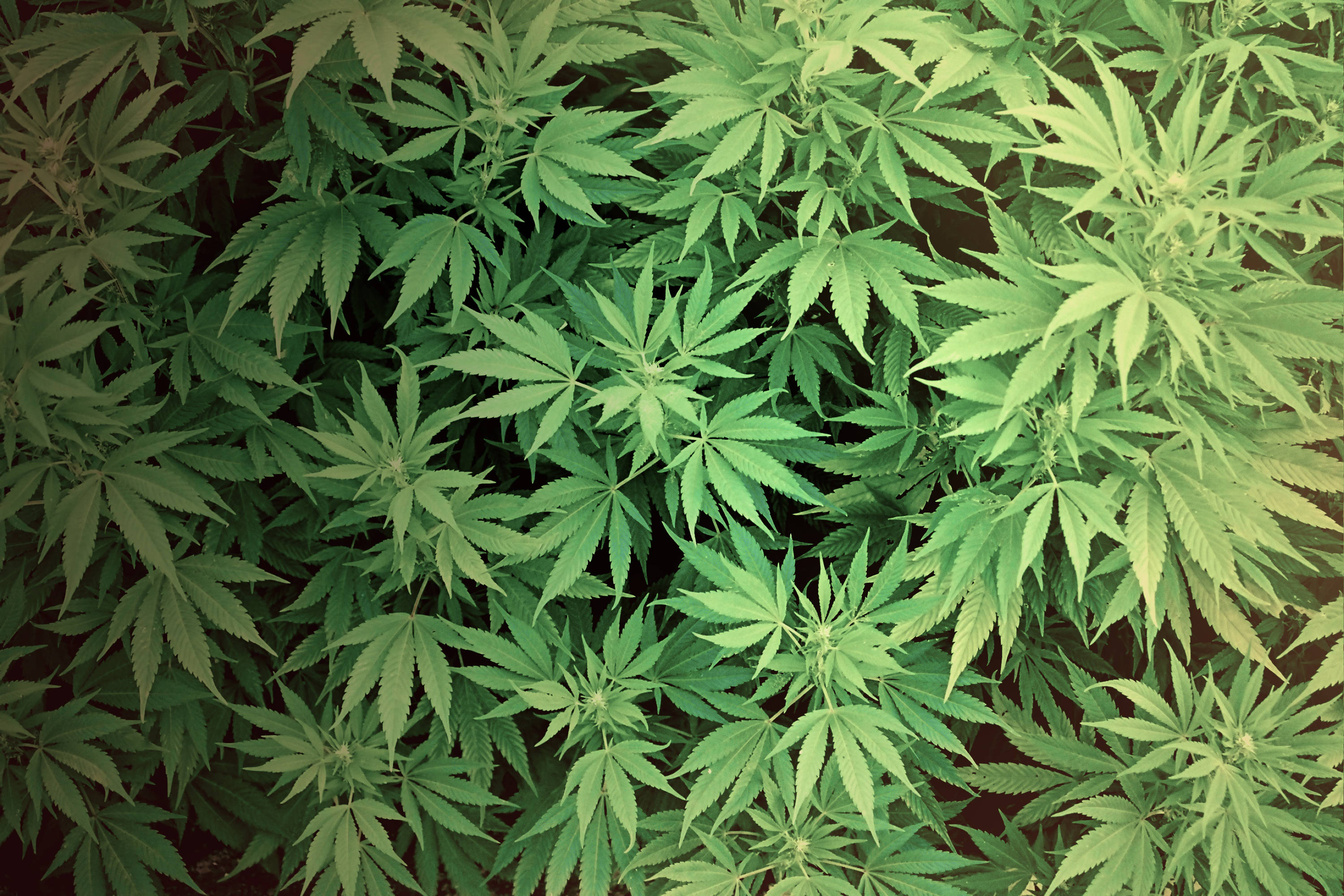 Marijuana growers in Maine.  Lincoln job news.