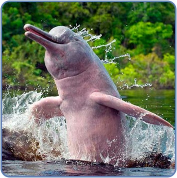 river dolphin