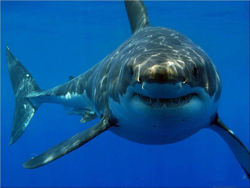 great white shark wallpaper