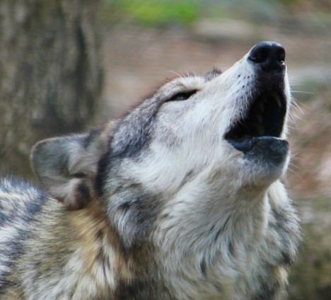 Brain Post: Amazing Video Showing How Wolves Change Rivers - SnowBrains