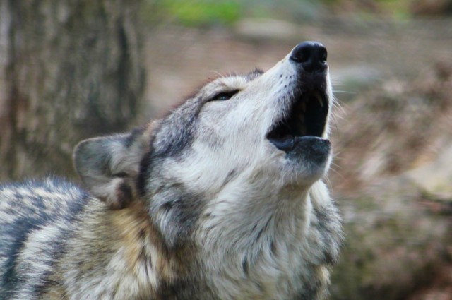 wolves save ecosystems - SnowBrains