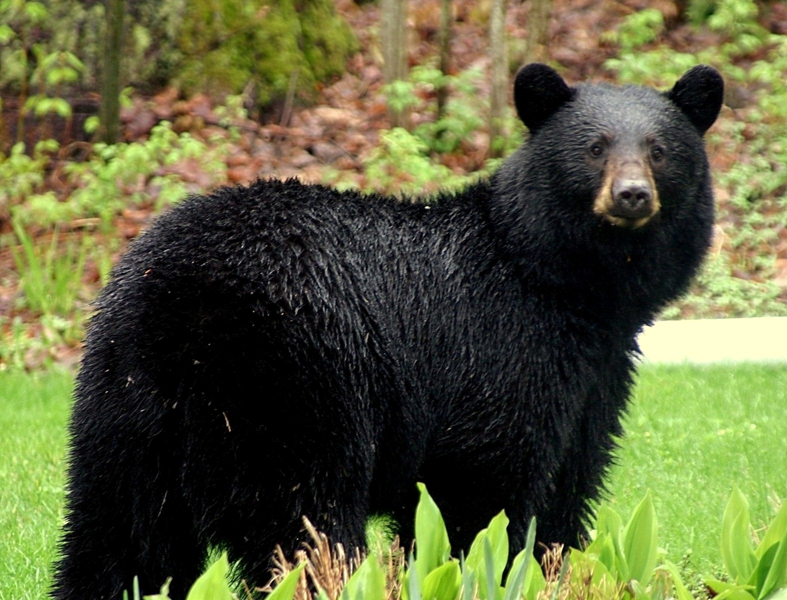 American Black Bear.