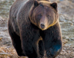 grizzly bear eats man Archives - SnowBrains