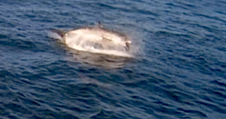 breaching great white shark in san francisco bay, alcatraz, california