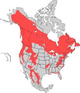 American_Black_bear_map - SnowBrains