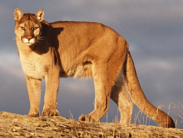 mountain lion vs bobcat