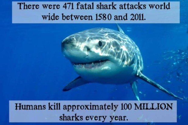 humans-kill-approximately-100-million-sharks-every-year - SnowBrains