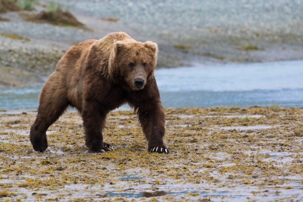 Grizzly Bear Attacks & Kills Mountain Biker near Glacier National Park ...