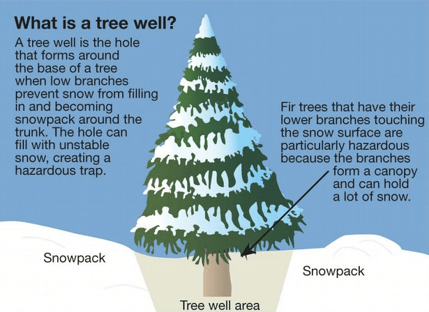 Image result for tree well.