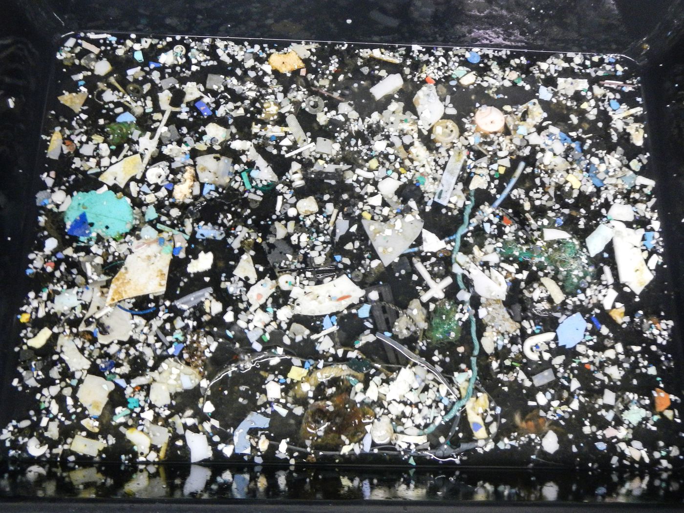 plastic, pacific garbage, great pacific garbage patch, Hawaii, california
