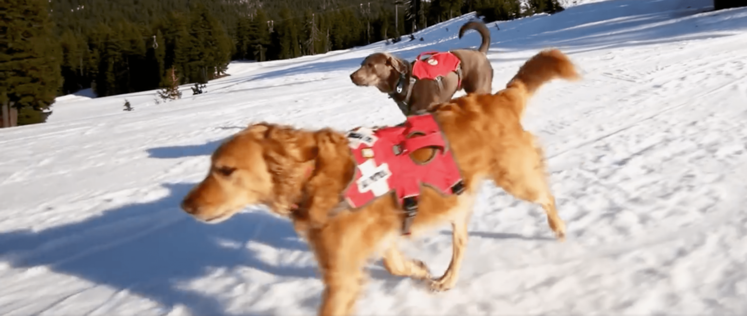 rescue dogs, mt bachelor, bachelor, avalanche