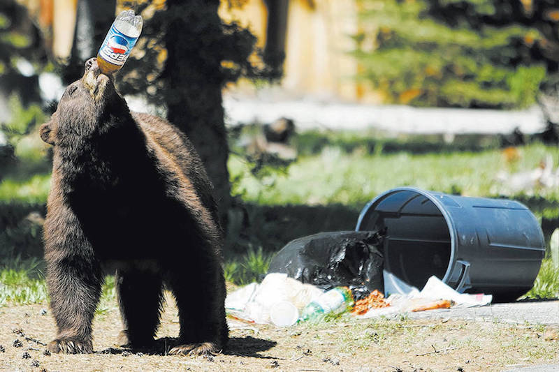 Tahoe bear chug