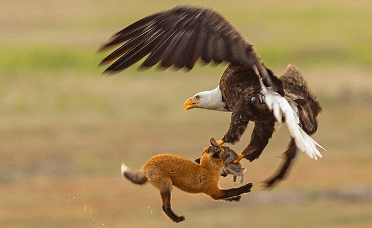 bald eagle, fox, Washington