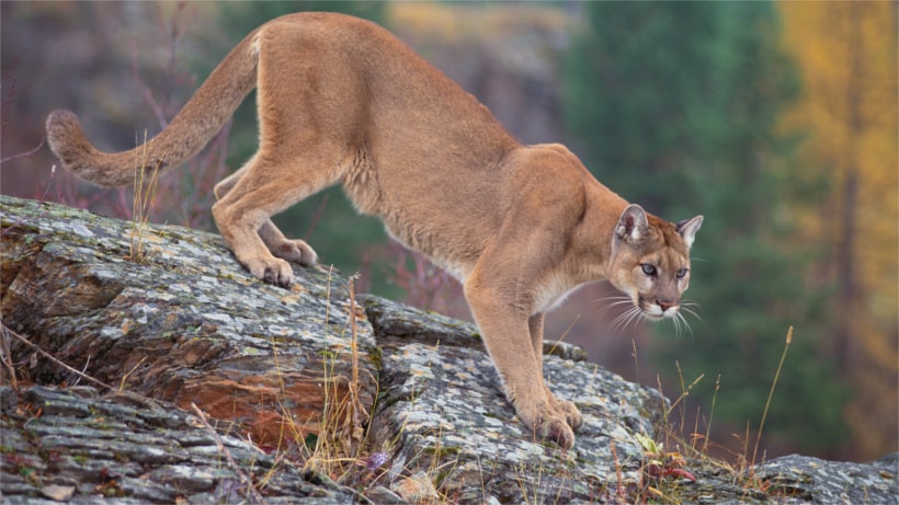 cougar, snoqualmie, Washington