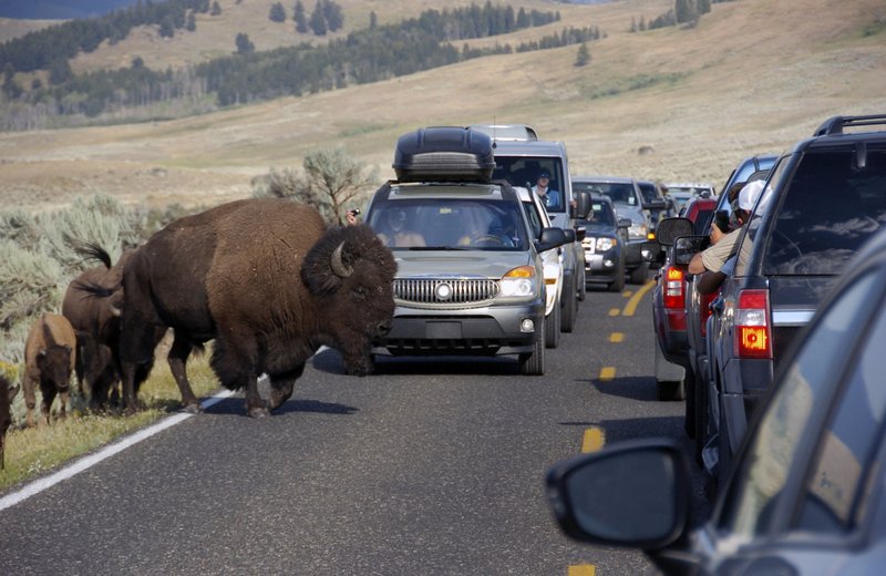 bison, attack, Yellowstone