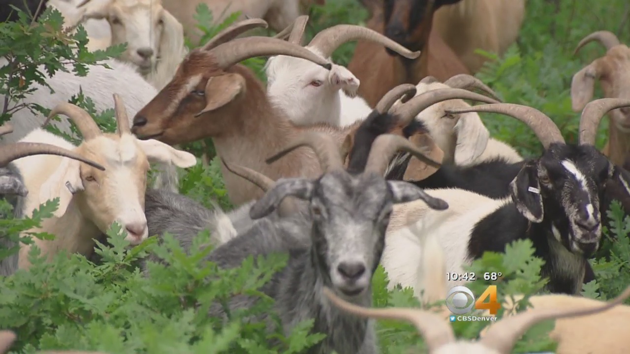 herd, goats. wildfire, california