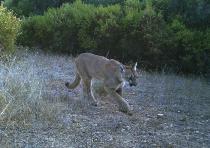 Mountain Lion Spotted Near Residential Area in Sonoma County ...