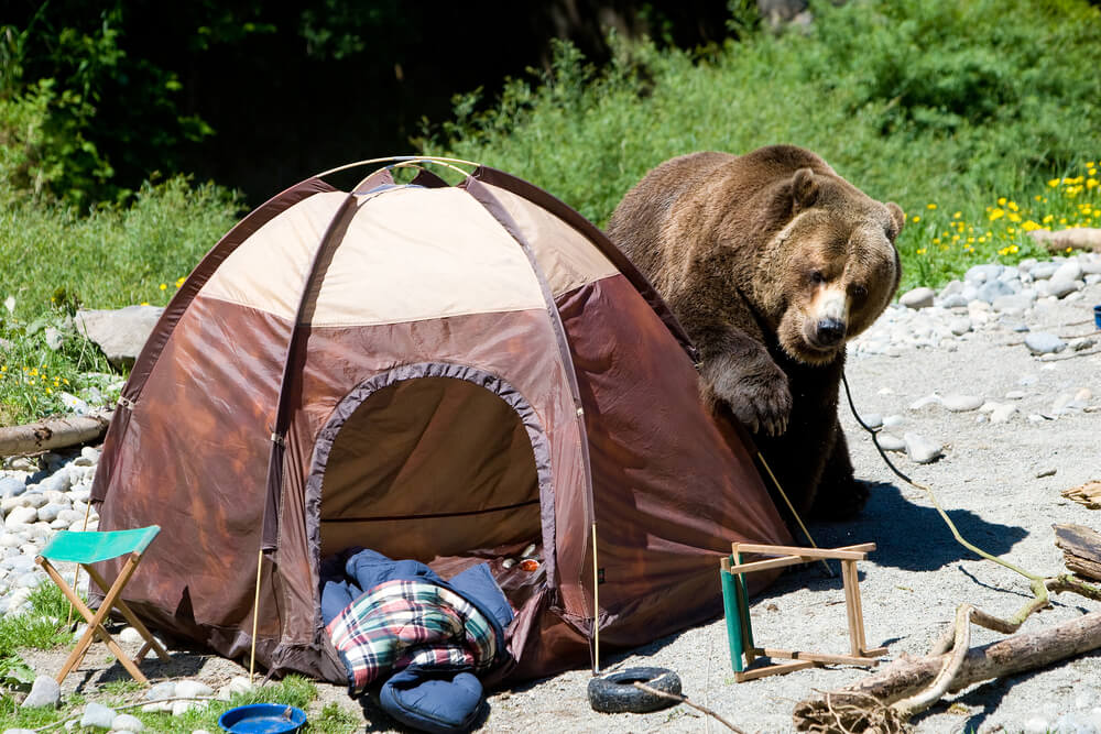 bag, bear